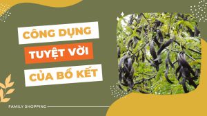 Công dụng của bồ kết